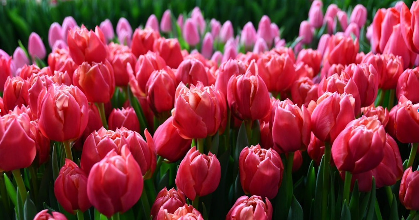 Tulipe double - Salmon symbiose