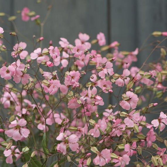Saponaria - Rose