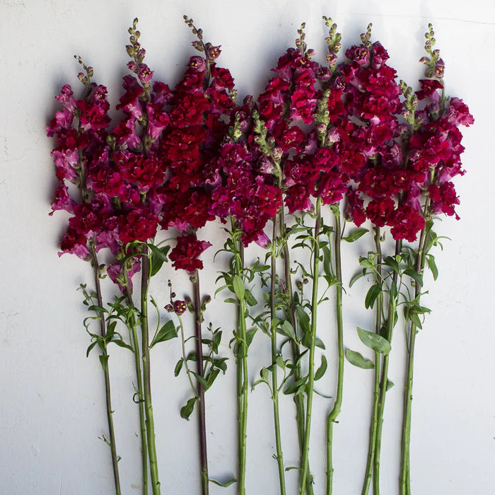 Mufliers Mme.Butterfly - Rouge