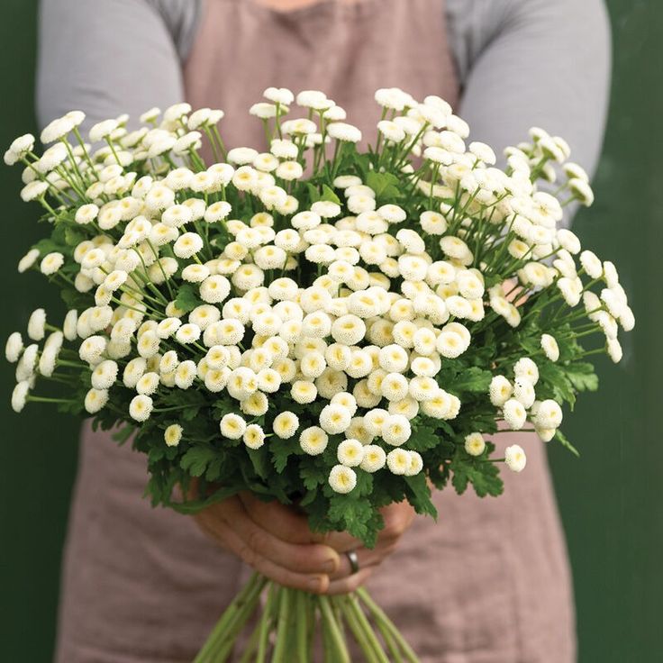 Matricaria - Boule de neige