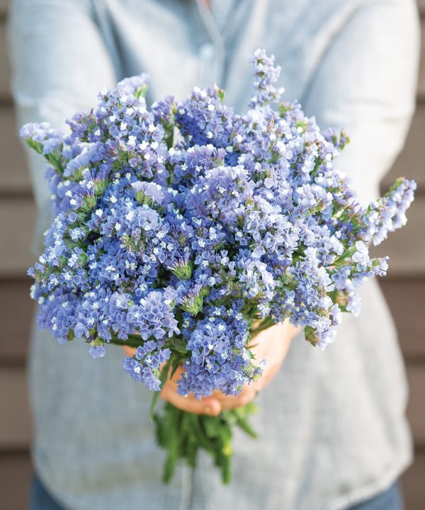 Statice - bleu pastel