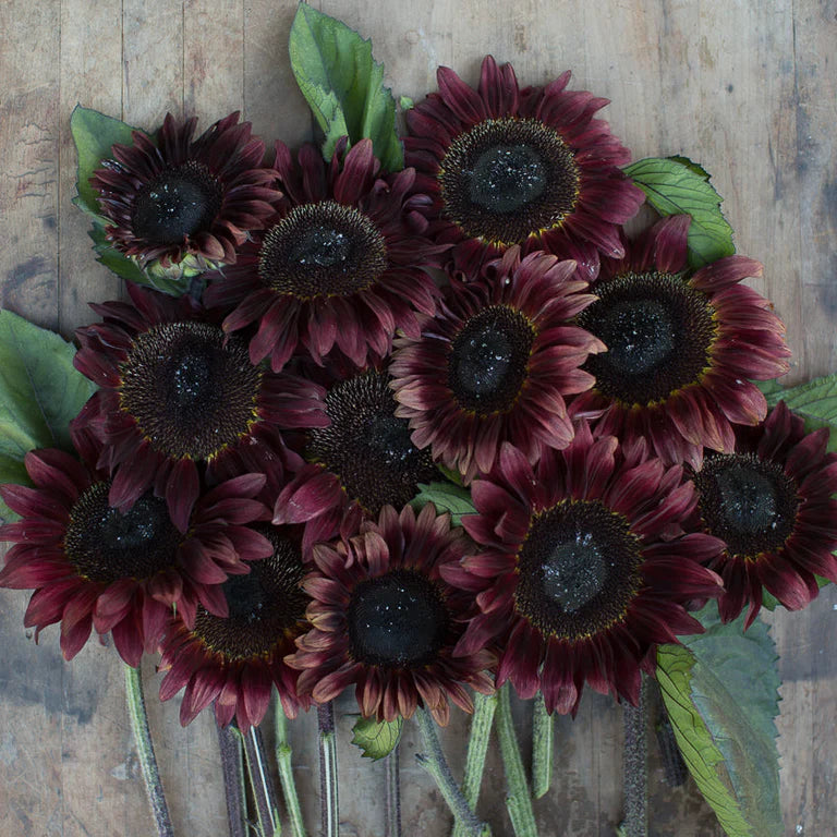 Tournesol - Rouge