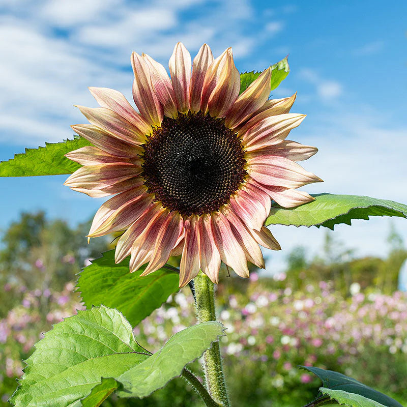 Tournesol - Plum