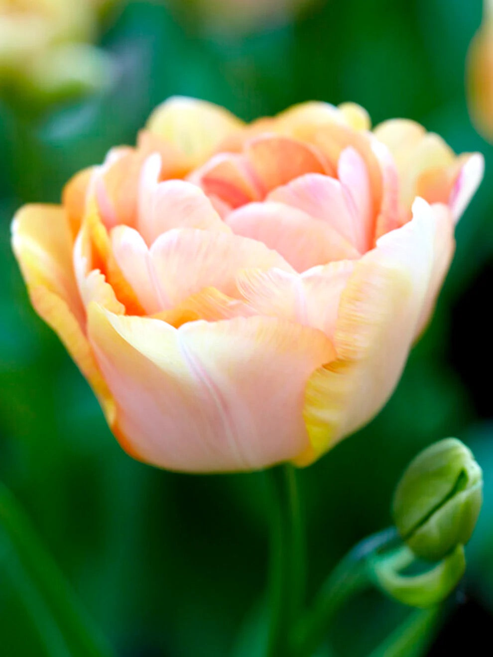 Tulipe double - Charming Beauty