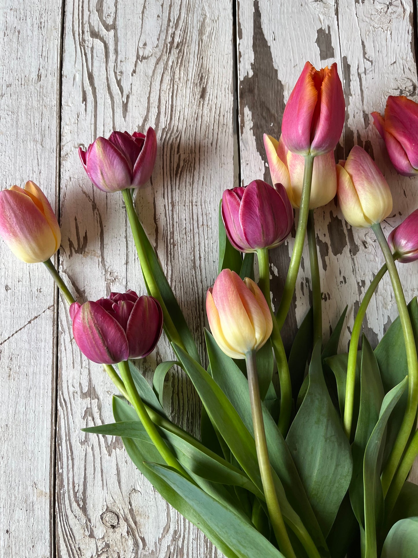 Bouquet de tulipes