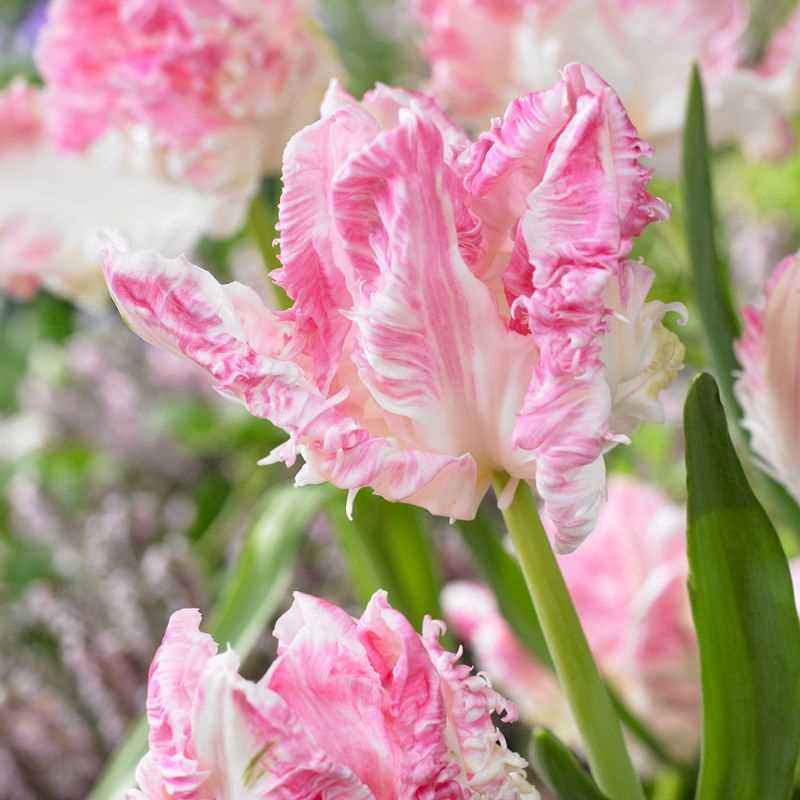 Tulipe Perroquet - Cabana