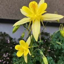 Ancolie - Jaune