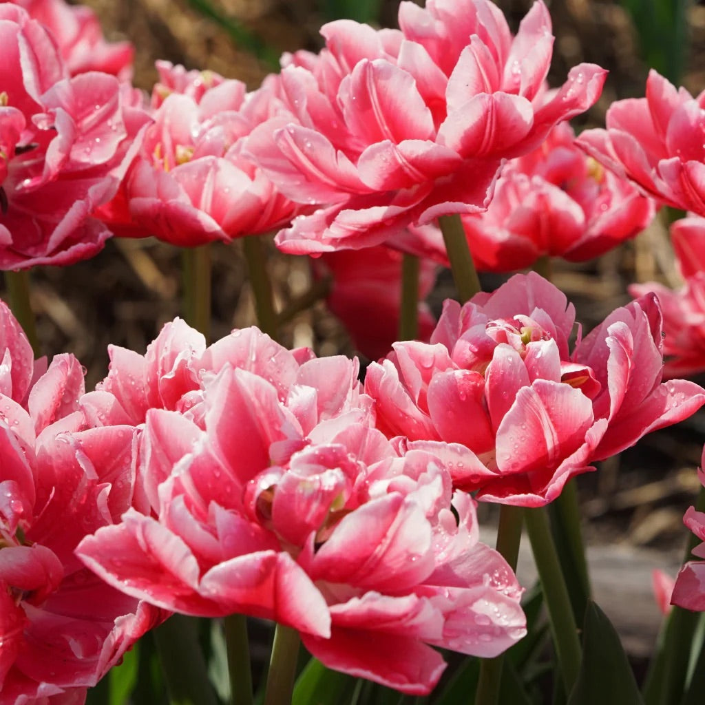 Tulipe double - Columbus- FDM