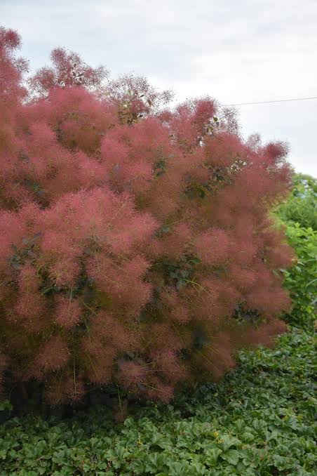 Cotinus - Royal purple