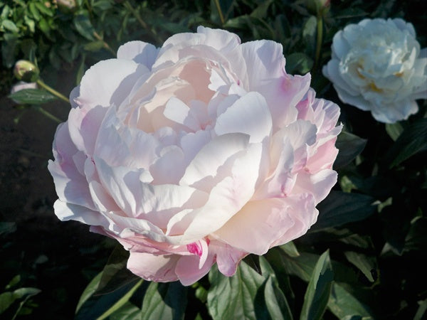 Pivoine - Gardenia