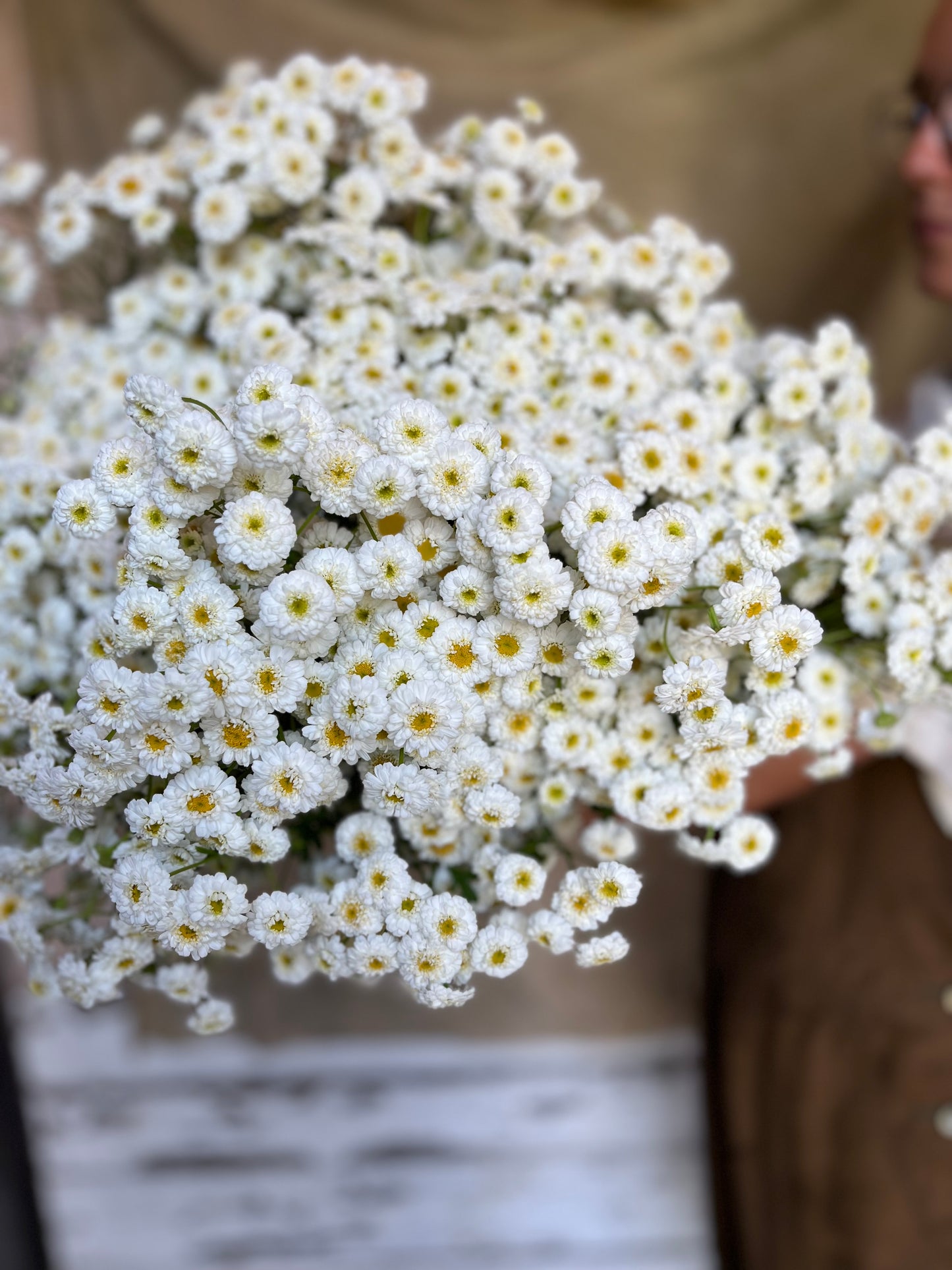 Matricaria double