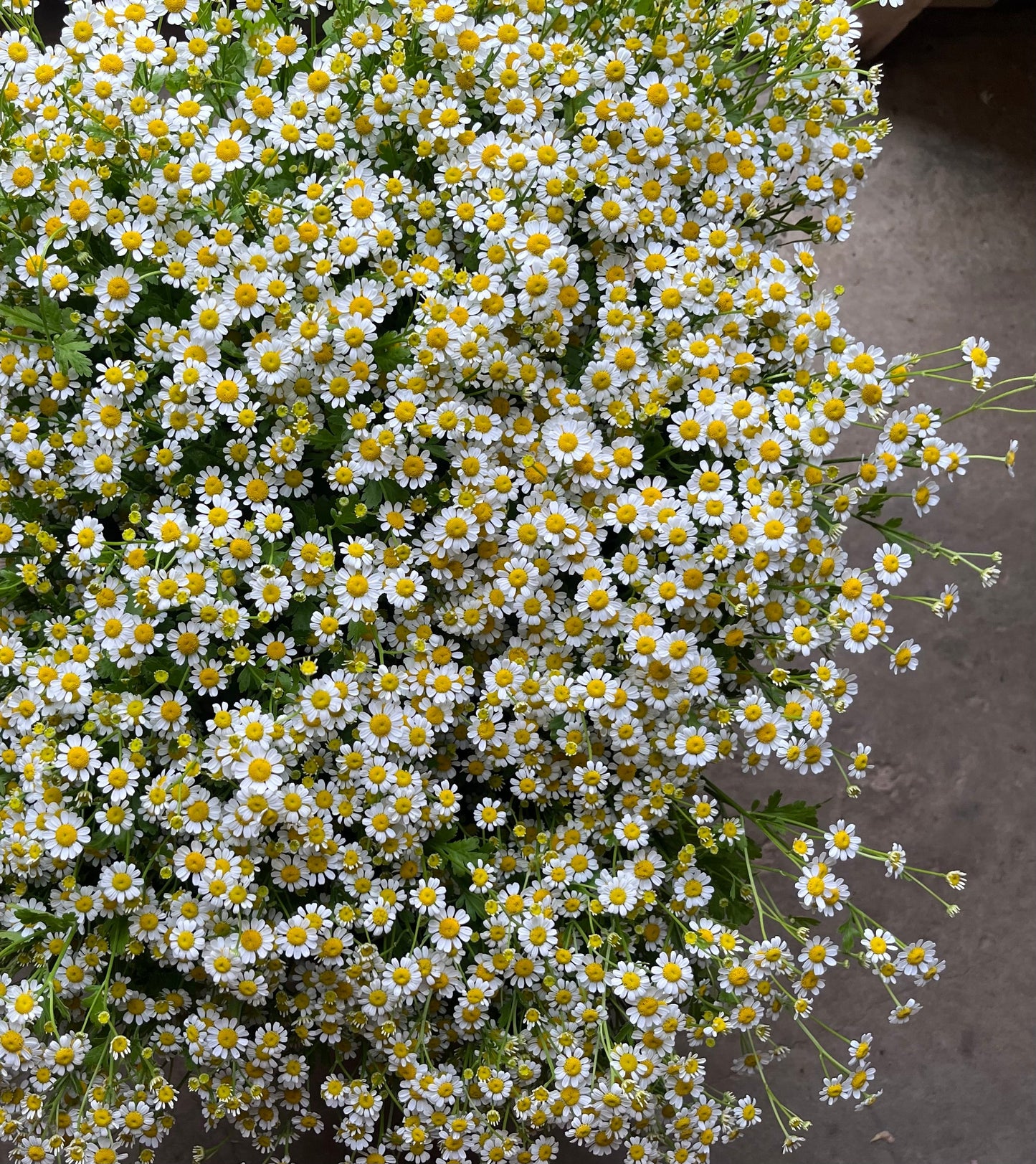 Matricaria - Camomille - Tige latérale