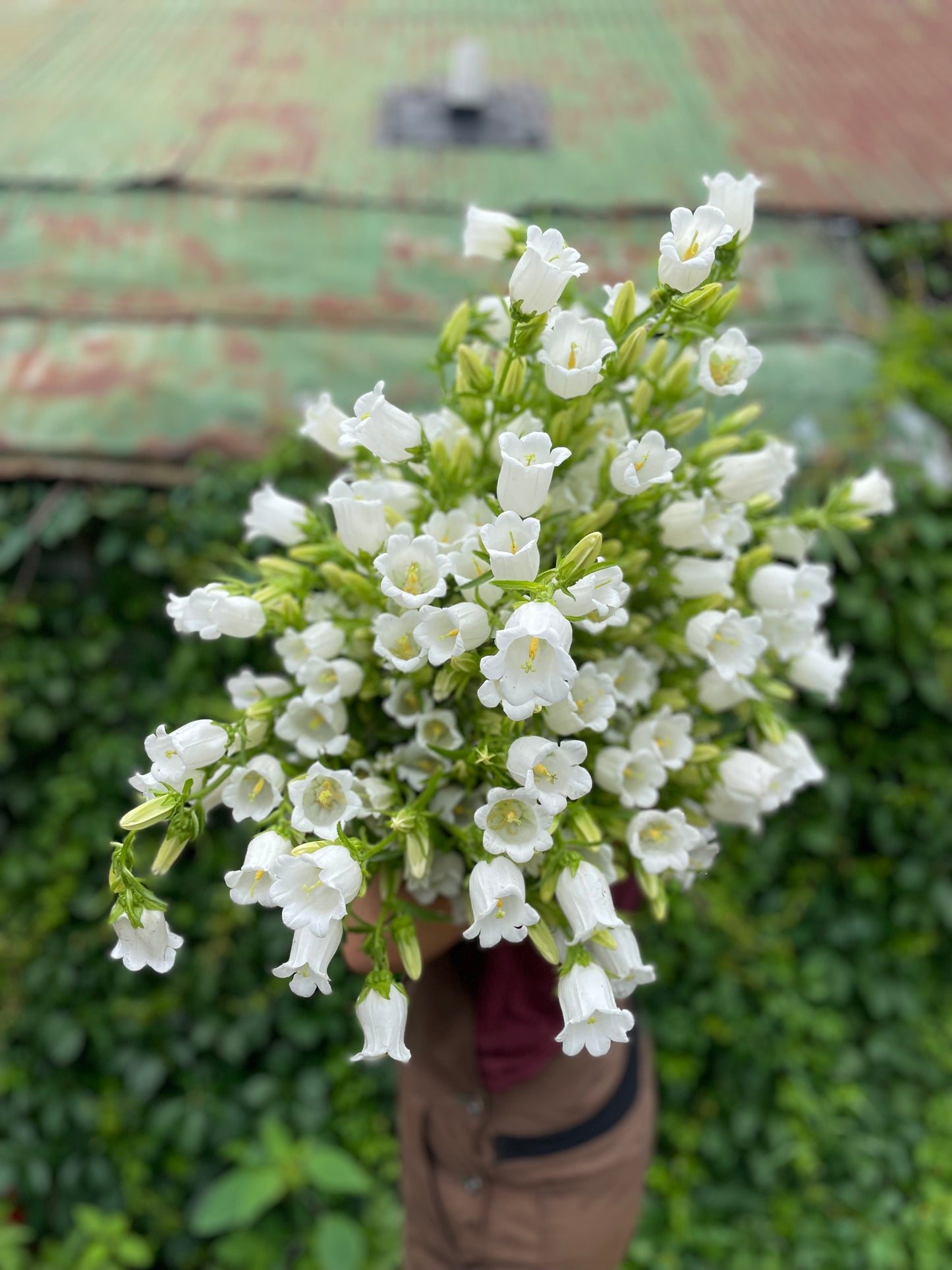 Campanule Blanche