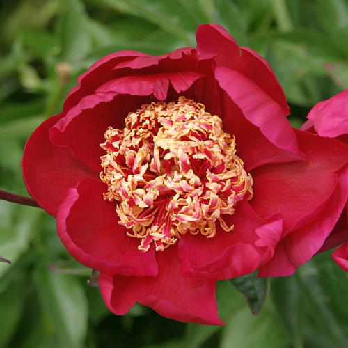 Pivoine - Nipon