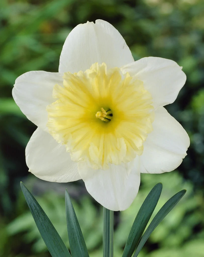 Jonquille - Ice folies