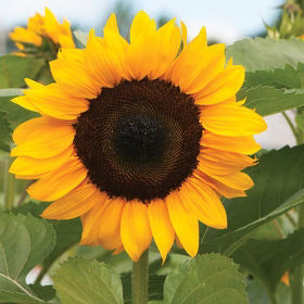 Tournesol - Orange