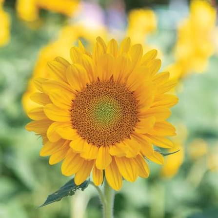 Tournesol - Vincent fresh