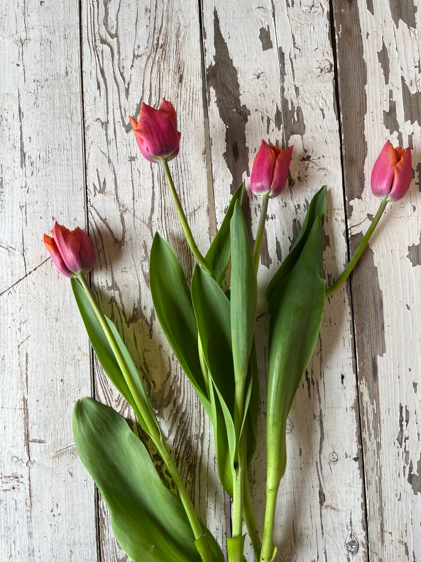 Tulipe Fringed - Louvre Orange