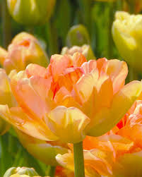 Tulipe double - Charming Lady