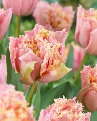 Tulipe double frangée - Pink magic