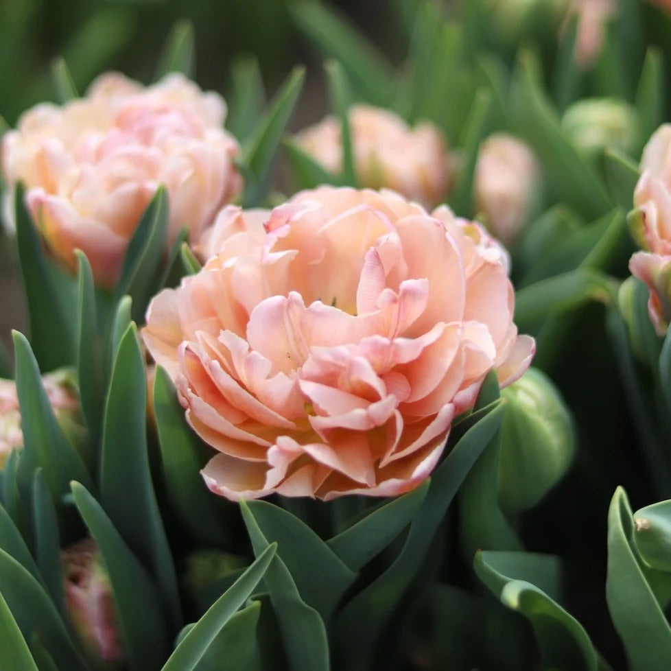 Tulipe double - Pink mist