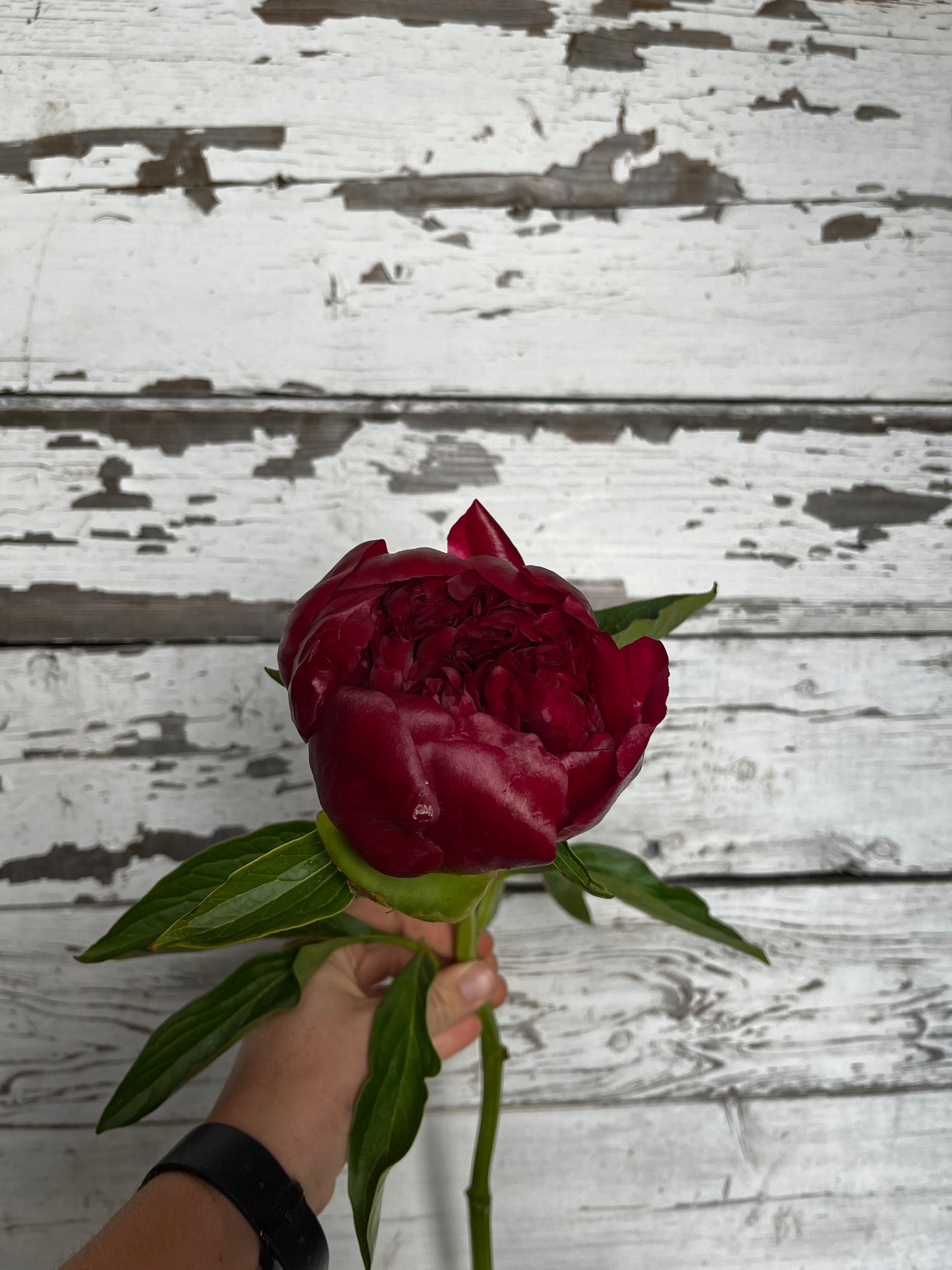 Pivoine - Red charm - «Velour»
