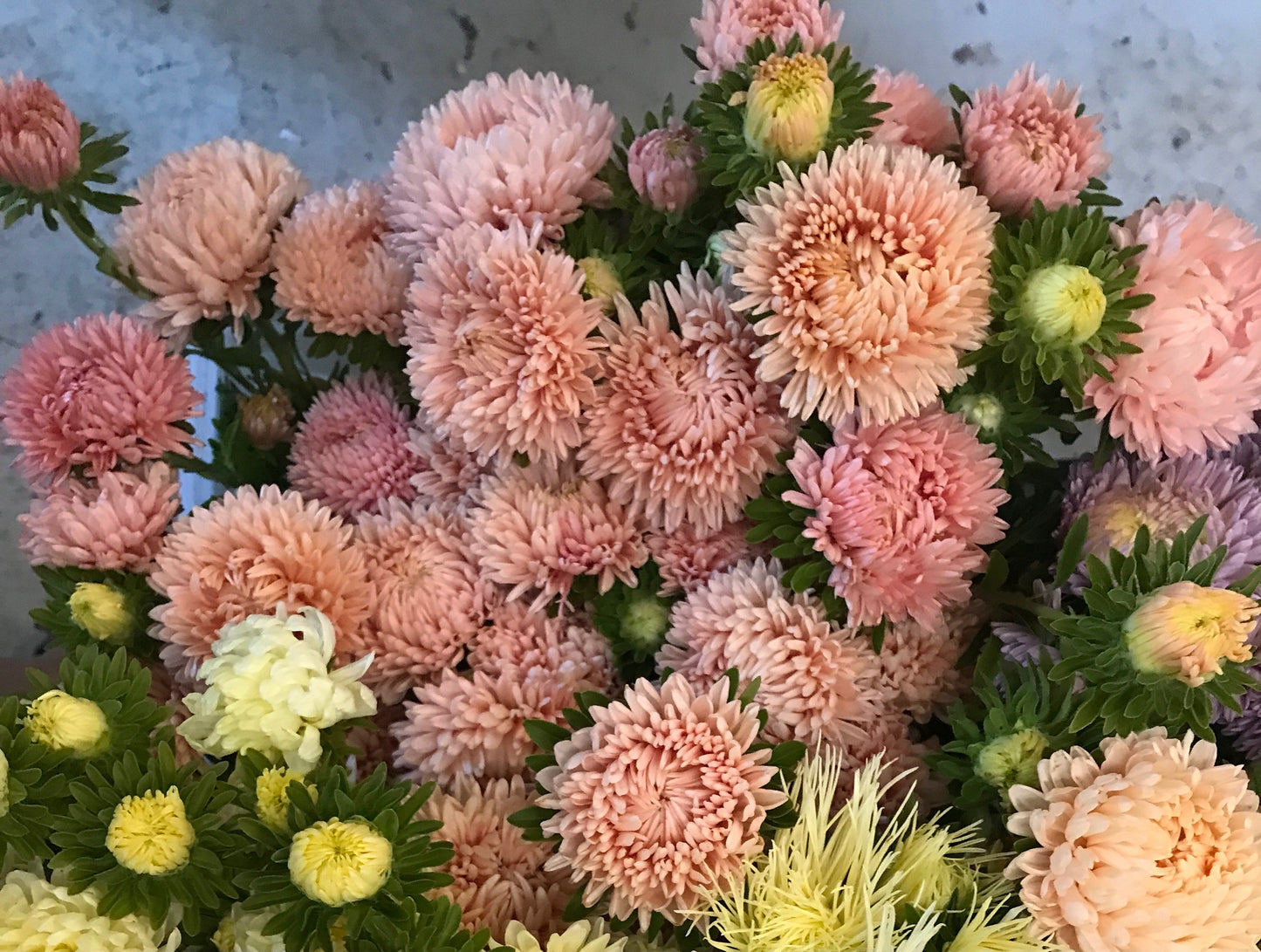 Aster de chine - Tower Chamois