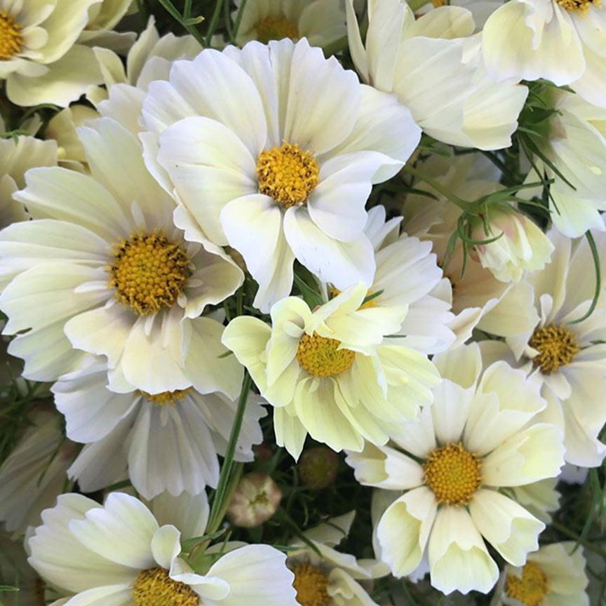 Cosmos - beurre