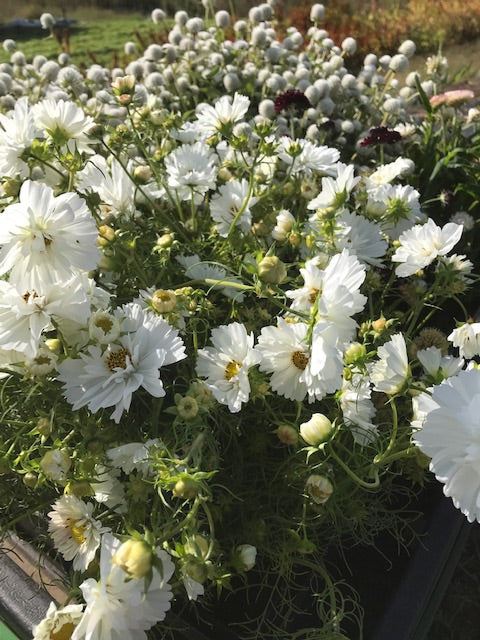 Cosmos - Blanc