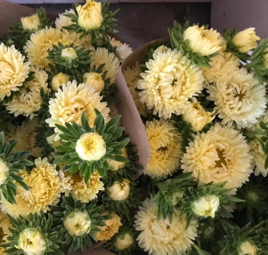 Aster de chine - Beurre