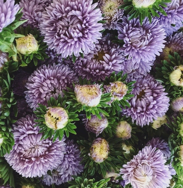 Aster de chine - Pierre de lune
