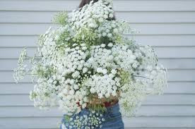 Ammi majus - Blanche