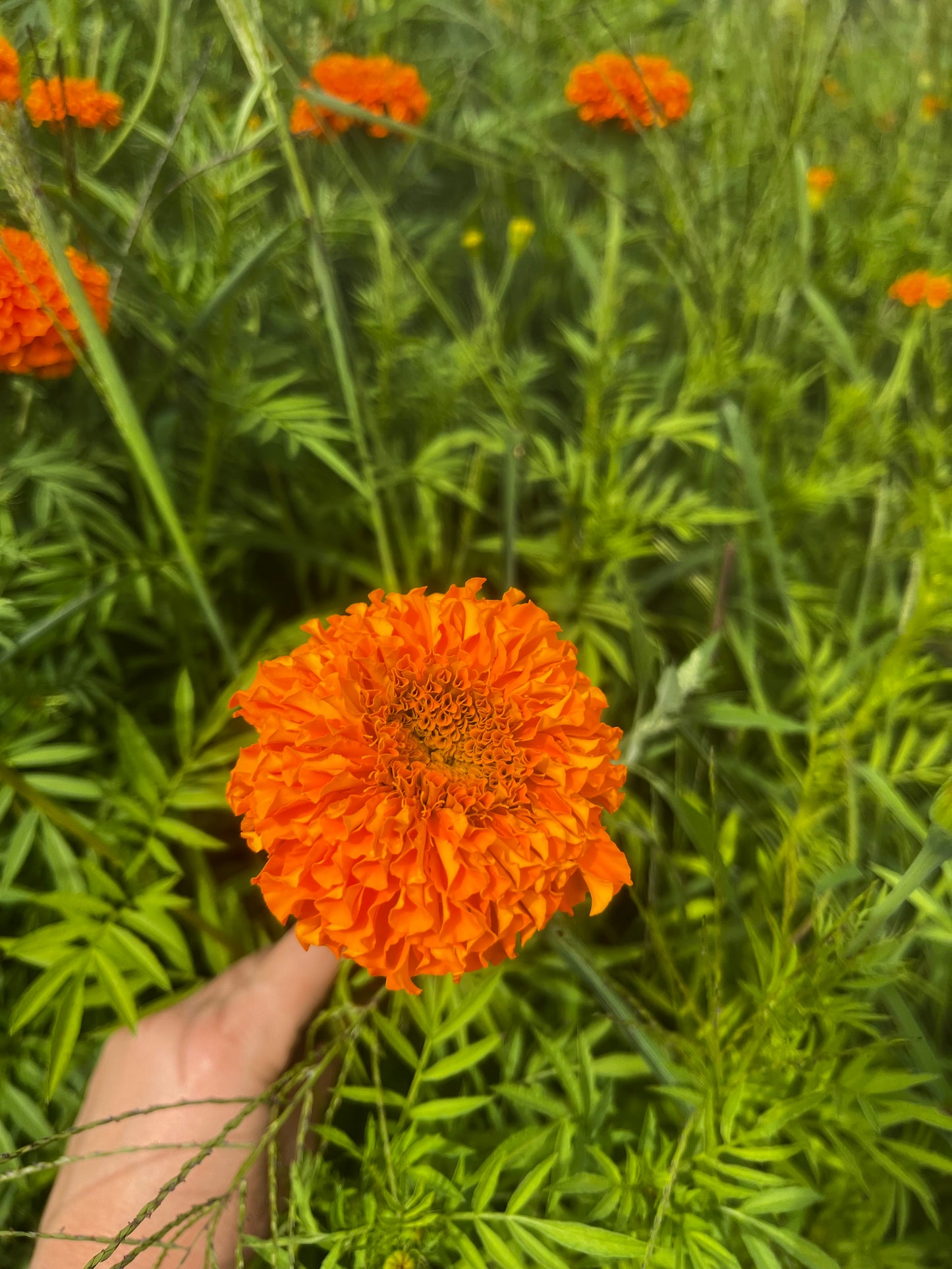 Tagètes - orange