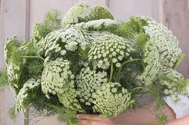 Ammi - Green mist