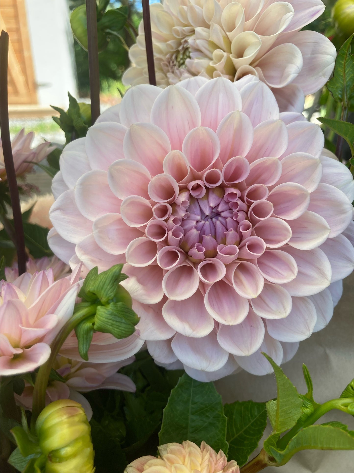 Dahlia - Sweet nathalie