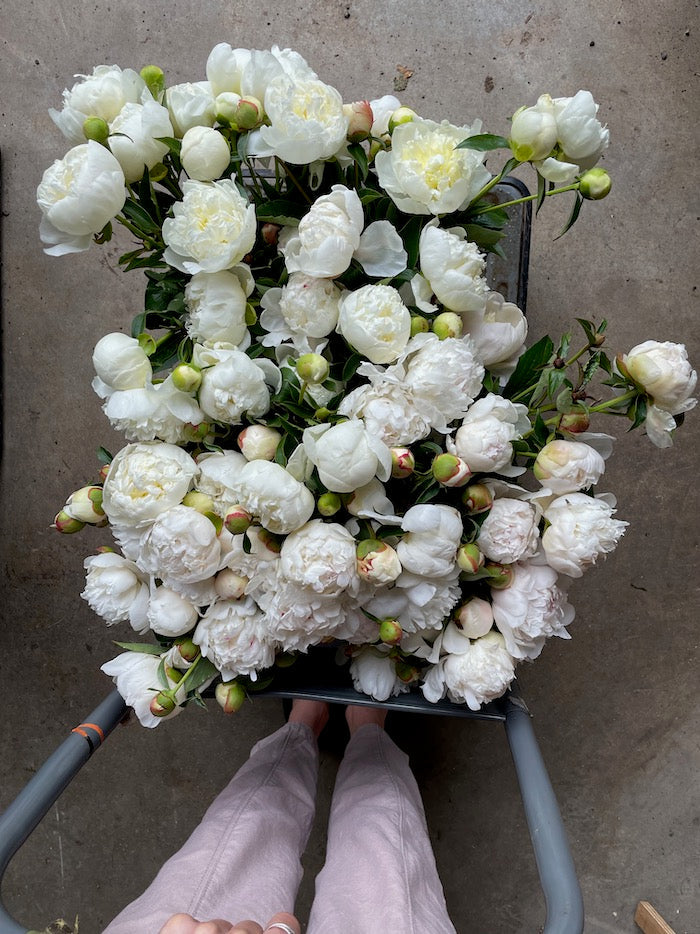Pivoines