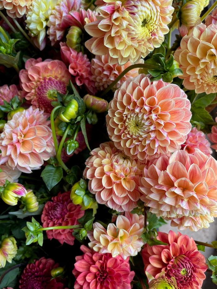 Dahlias
