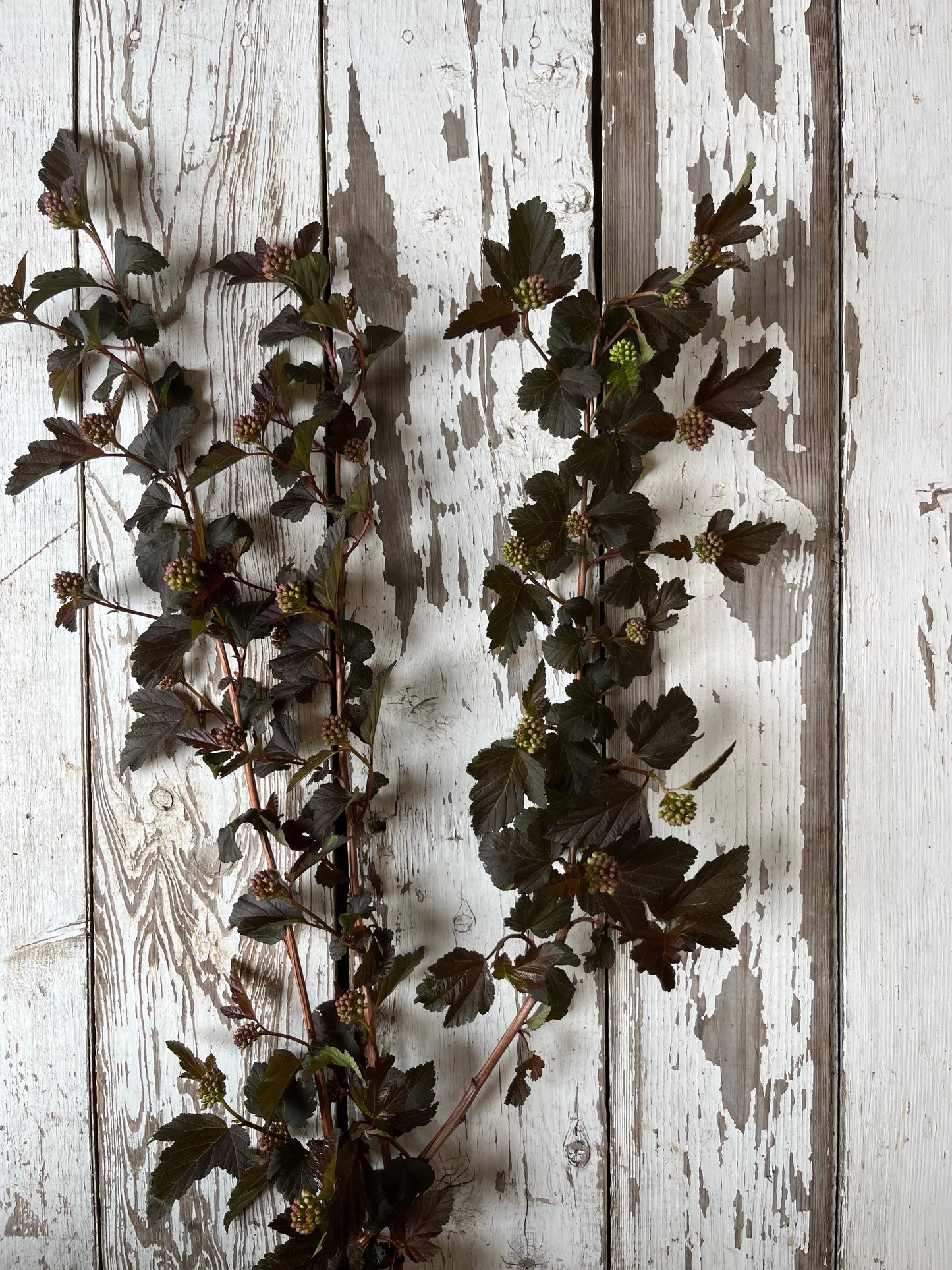 Physocarpus - Diabolo