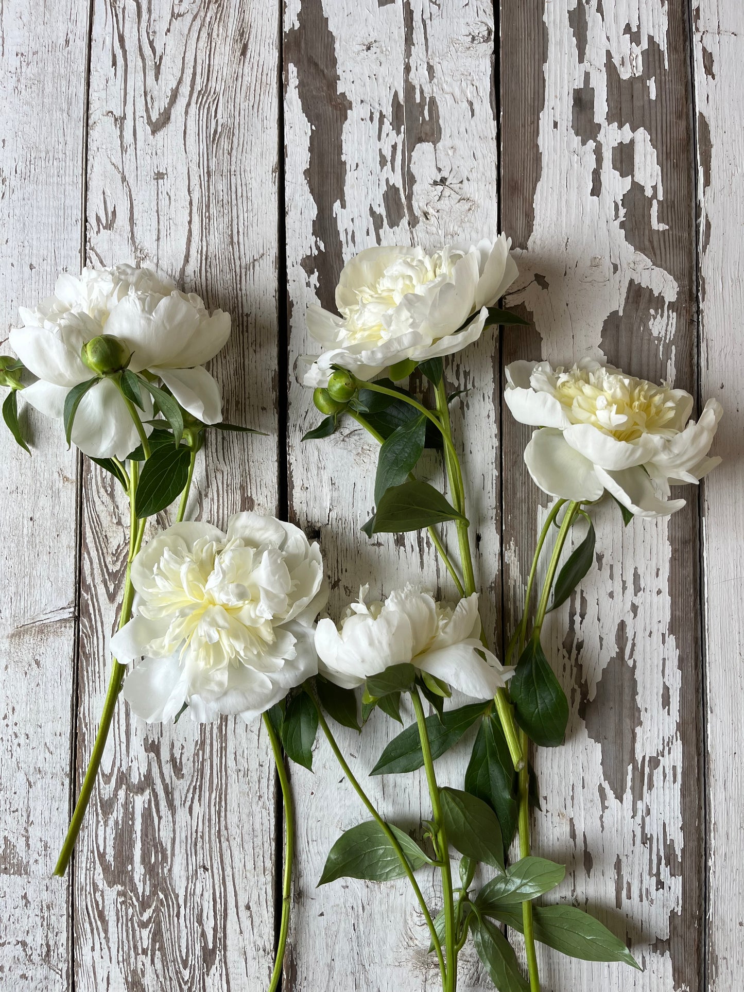 Pivoine - Duchesse de Nemours