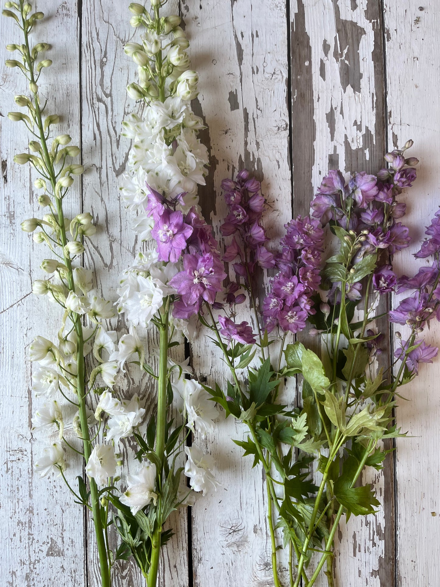 Delphinium - Blanche - Calibre B
