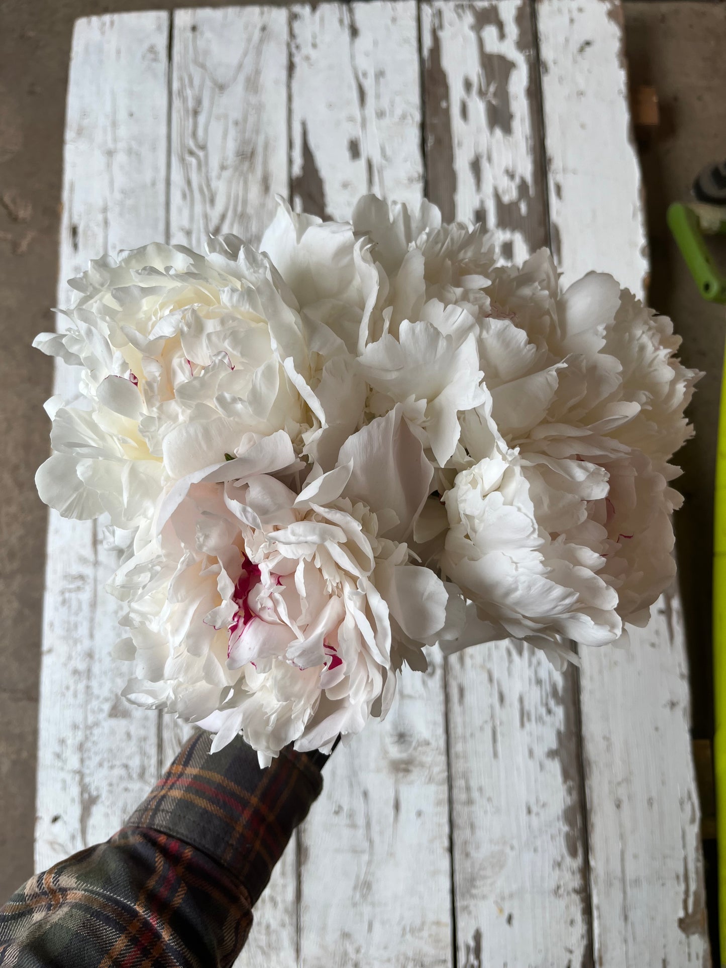 Pivoine - Festiva maxima
