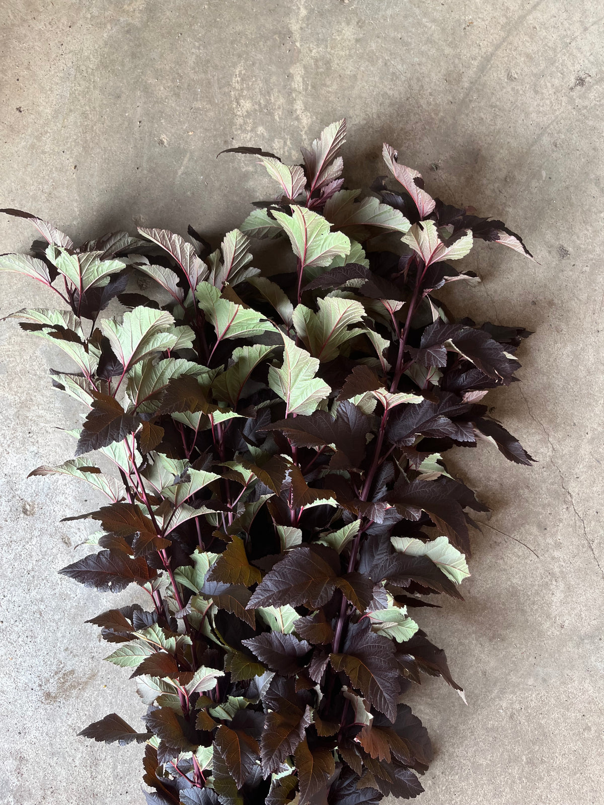 Physocarpus - Diabolo