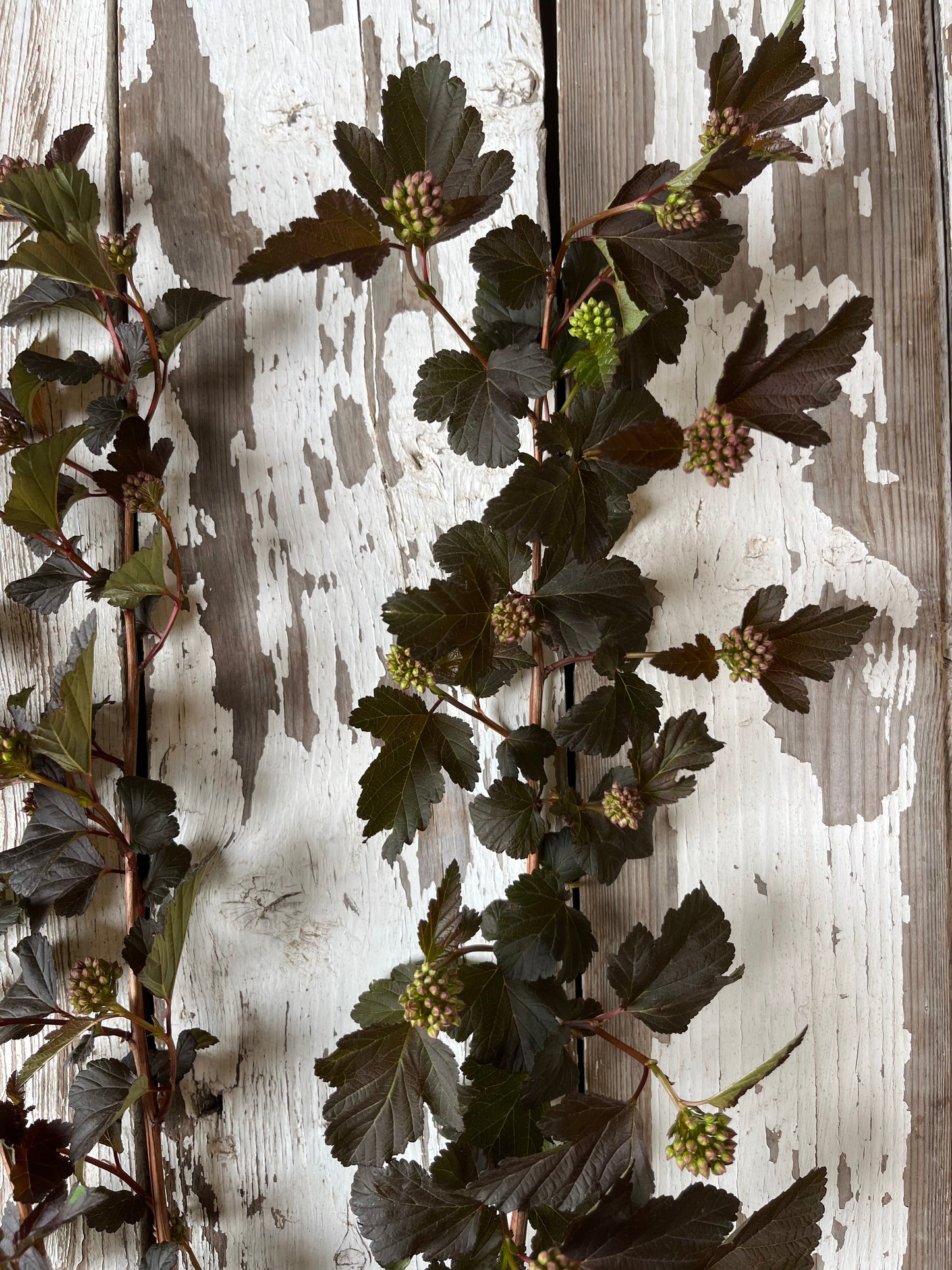 Physocarpus - Diabolo