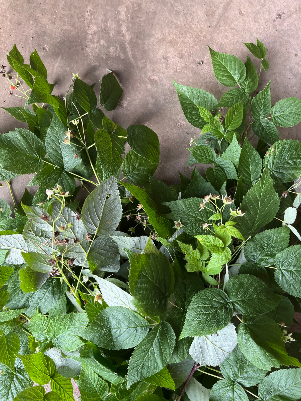 Framboise sauvage