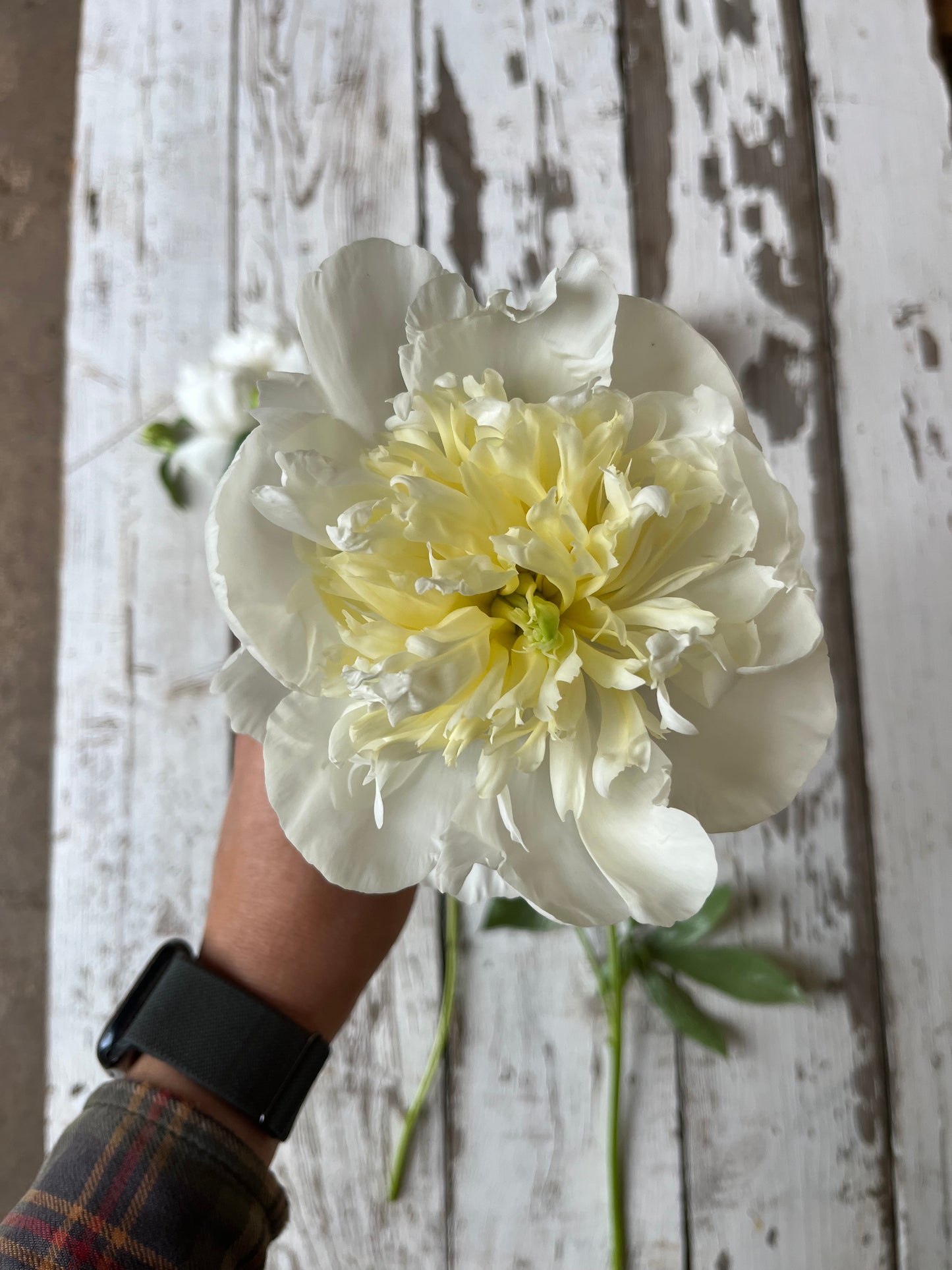 Pivoine - Duchesse de Nemours