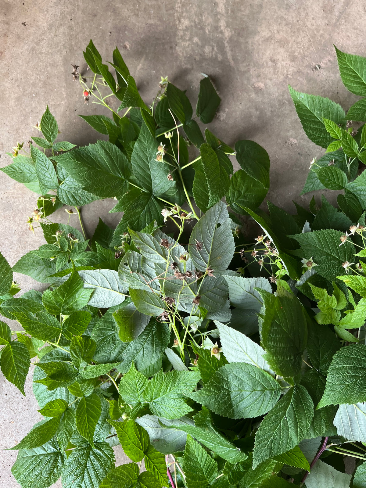 Framboise sauvage
