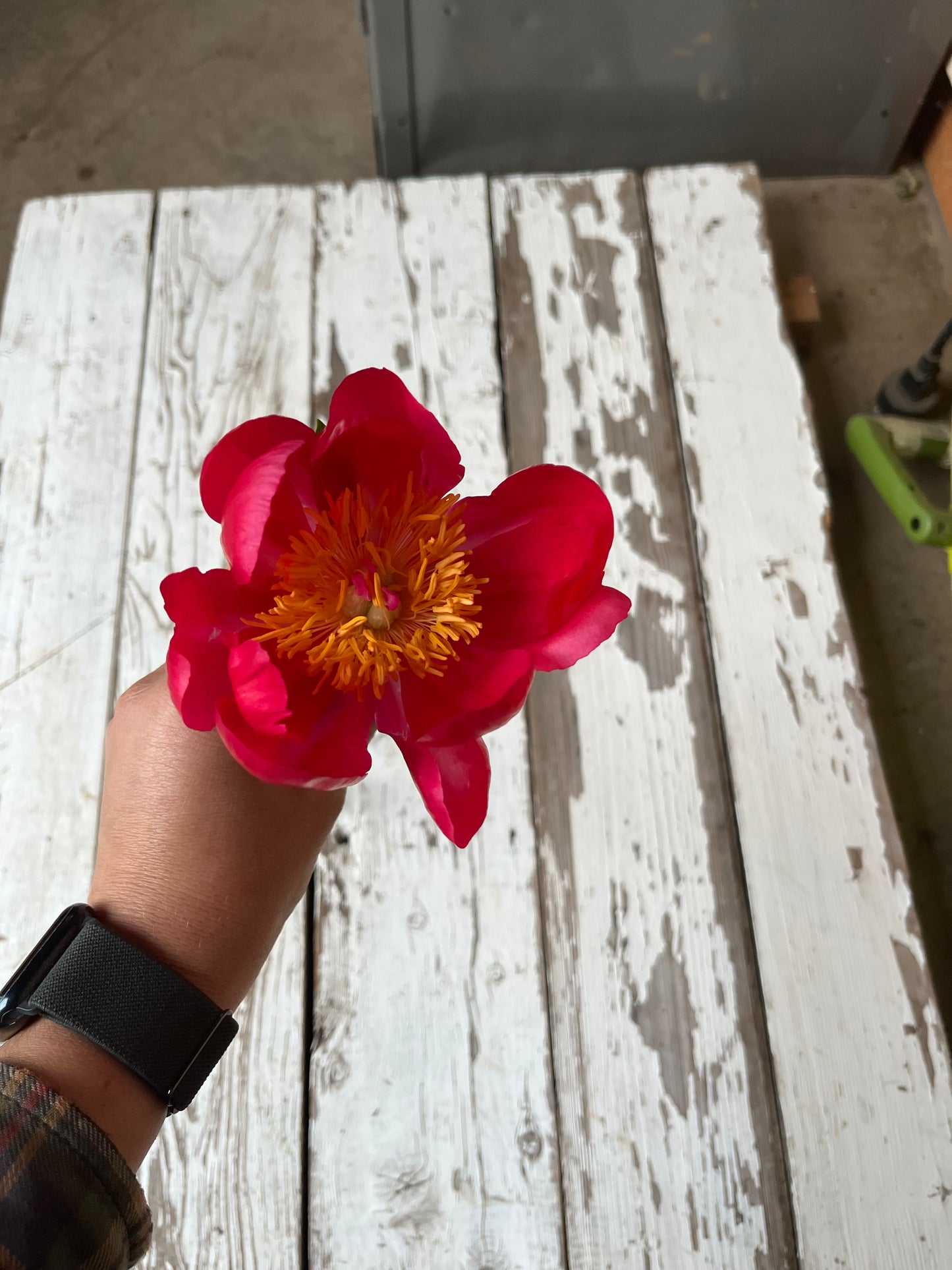Pivoine - Flame