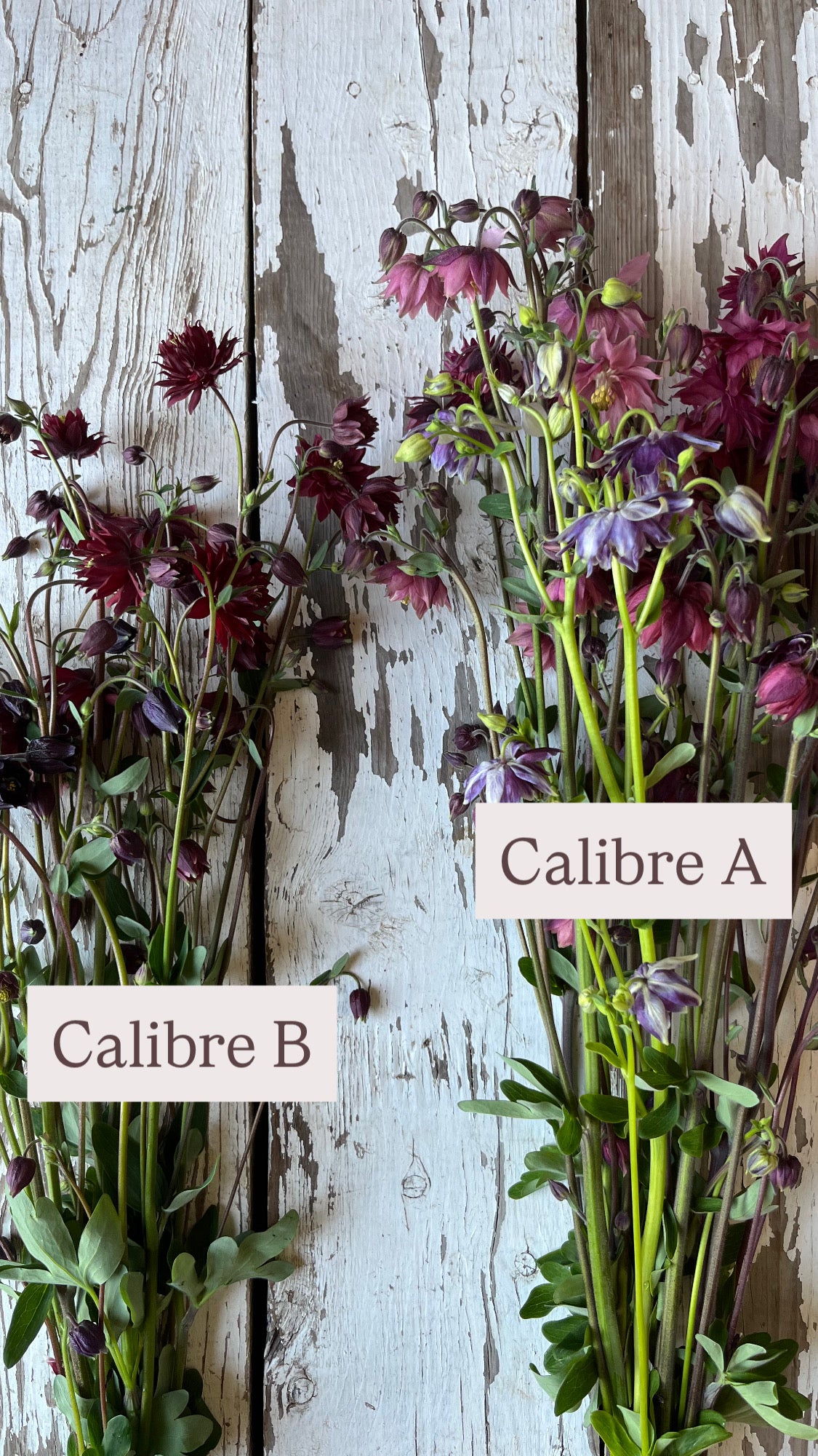 Ancolie - Barlow mix - CALIBRE B