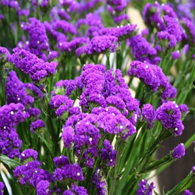 Statice - Mauve