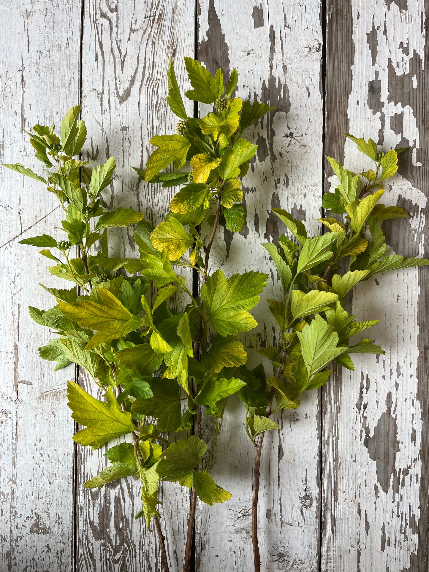 Physocarpus - Dart's gold